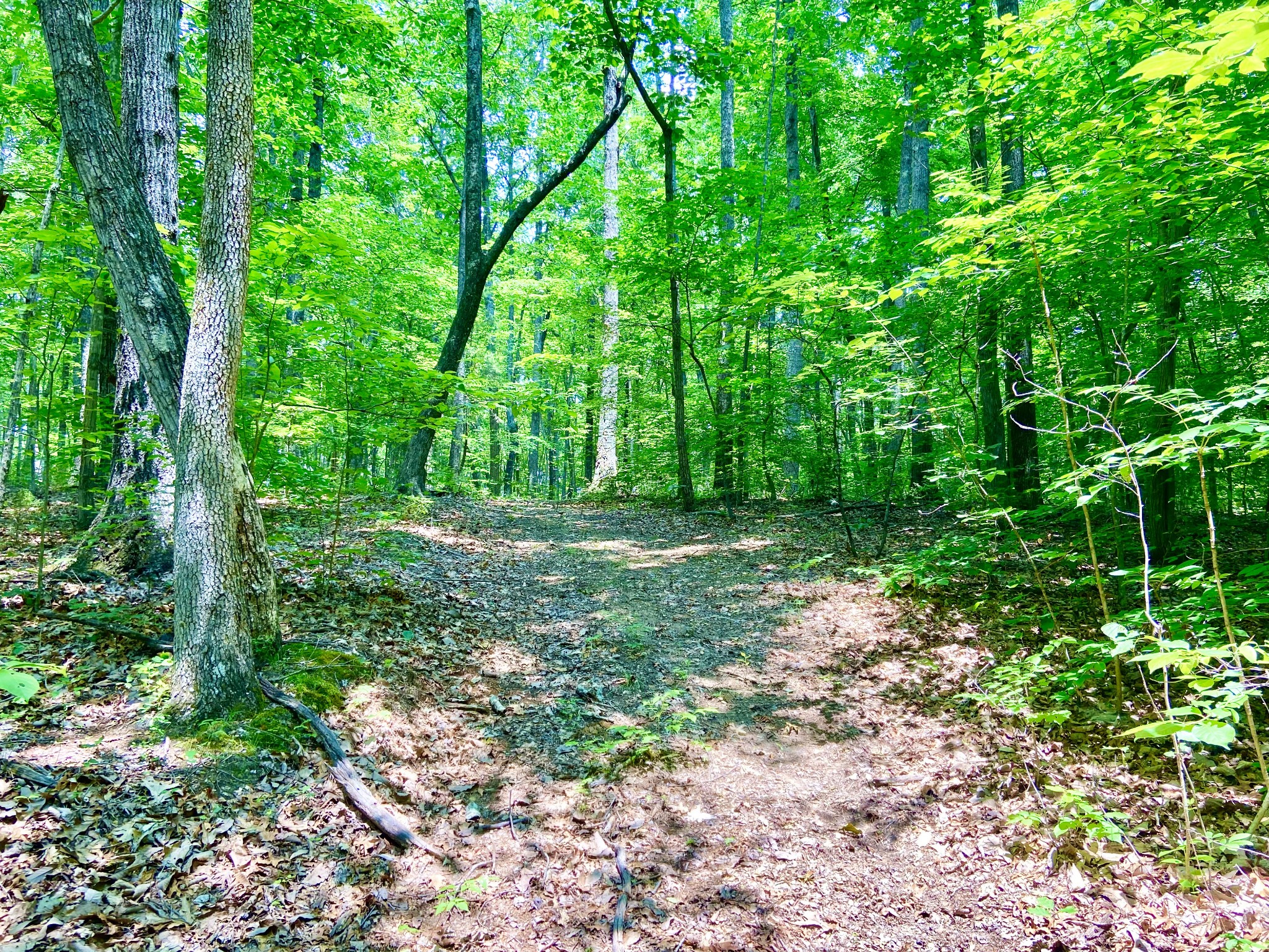 0 Pea Ridge Road Woodbury, TN 37190 - Photo 7 of 16 a view of lush green forest