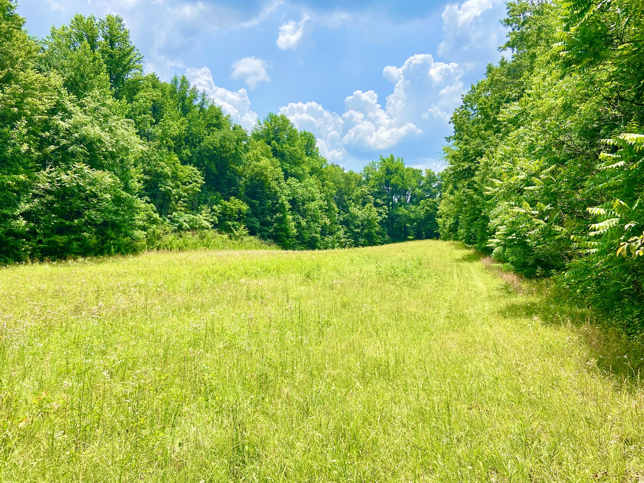 0 Pea Ridge Road Woodbury, TN 37190 - Photo 8 of 16 a view of yard with swimming pool and green space
