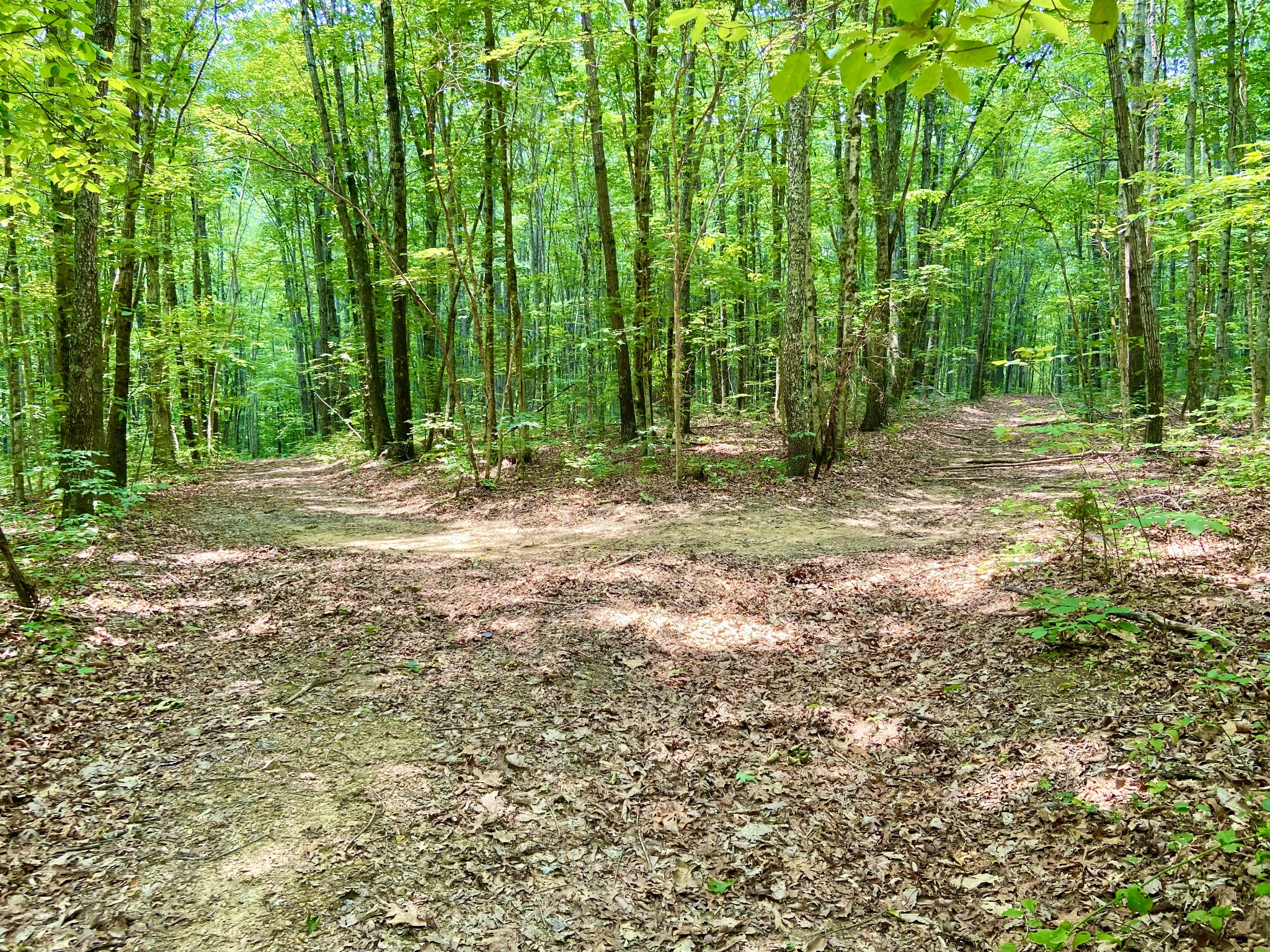 0 Pea Ridge Road Woodbury, TN 37190 - Photo 9 of 16 a view of a yard with large trees