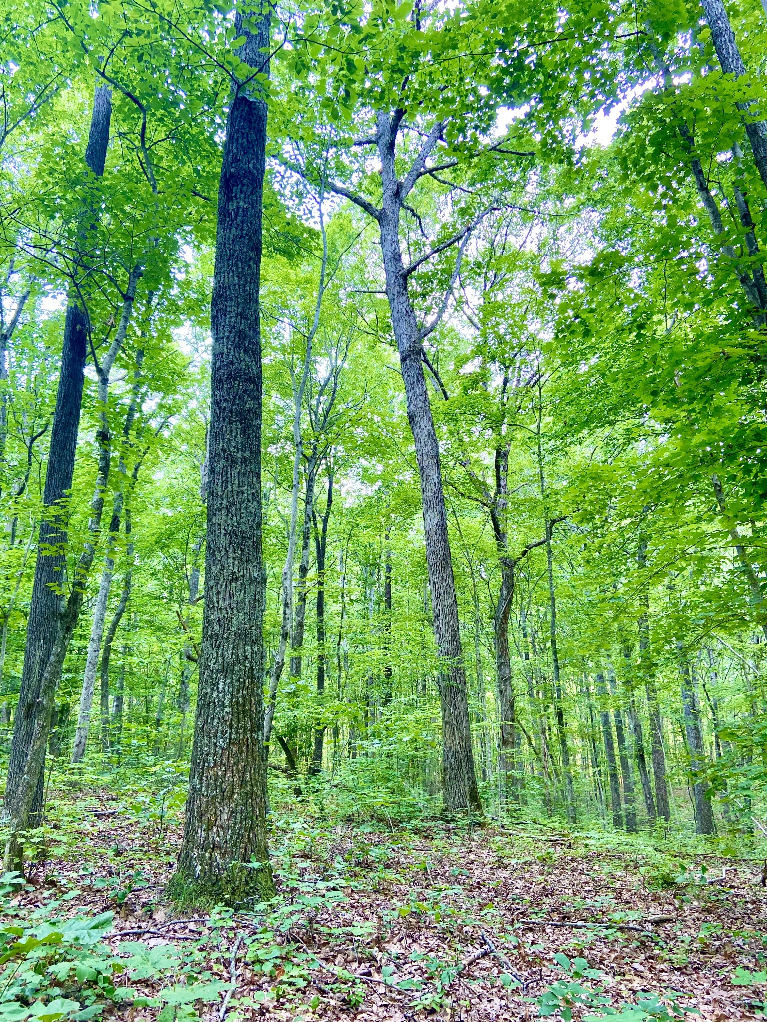 0 Pea Ridge Road Woodbury, TN 37190 - Photo 10 of 16 a view of lush green forest