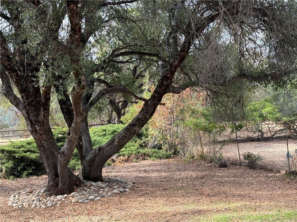 5264 Davis Road Midpines, CA 95345 - Photo 14 of 48 a view of a trees in a yard