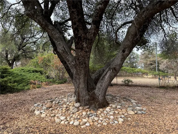 a view of a yard with large tree