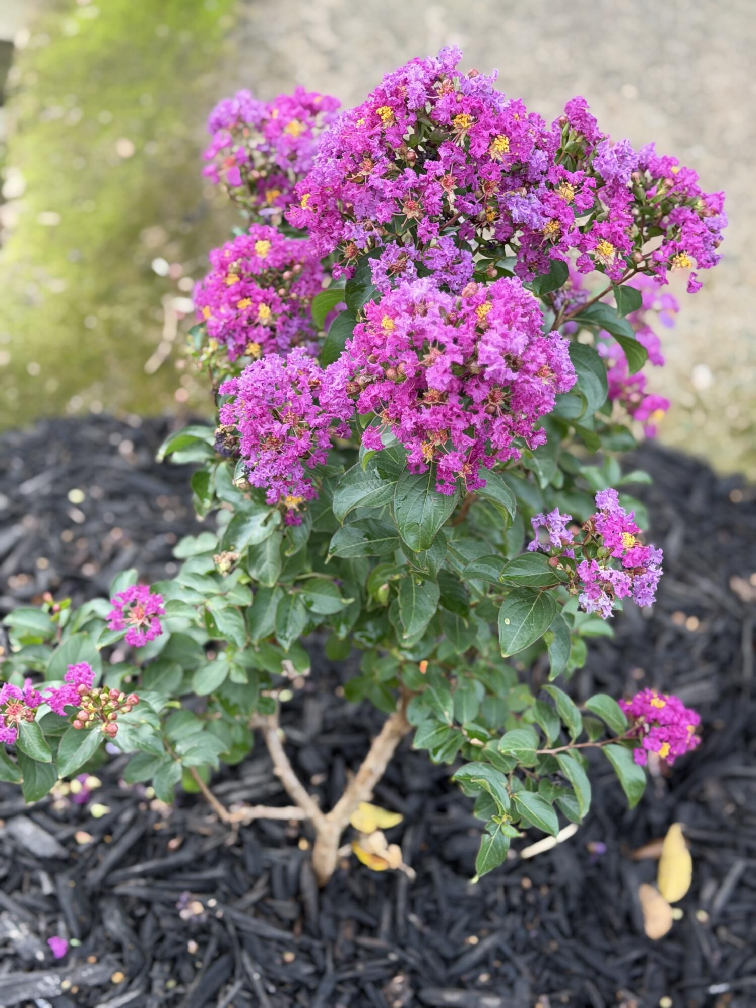 5401 Dandelion Road Hartville, MO 65667 - Photo 18 of 20 Landscaping