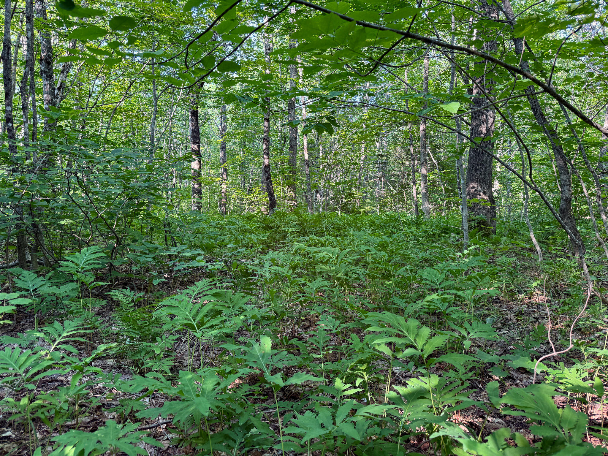 M8-l2 Mountain Road Mount Chase, ME 04765 - Photo 28 of 39 28