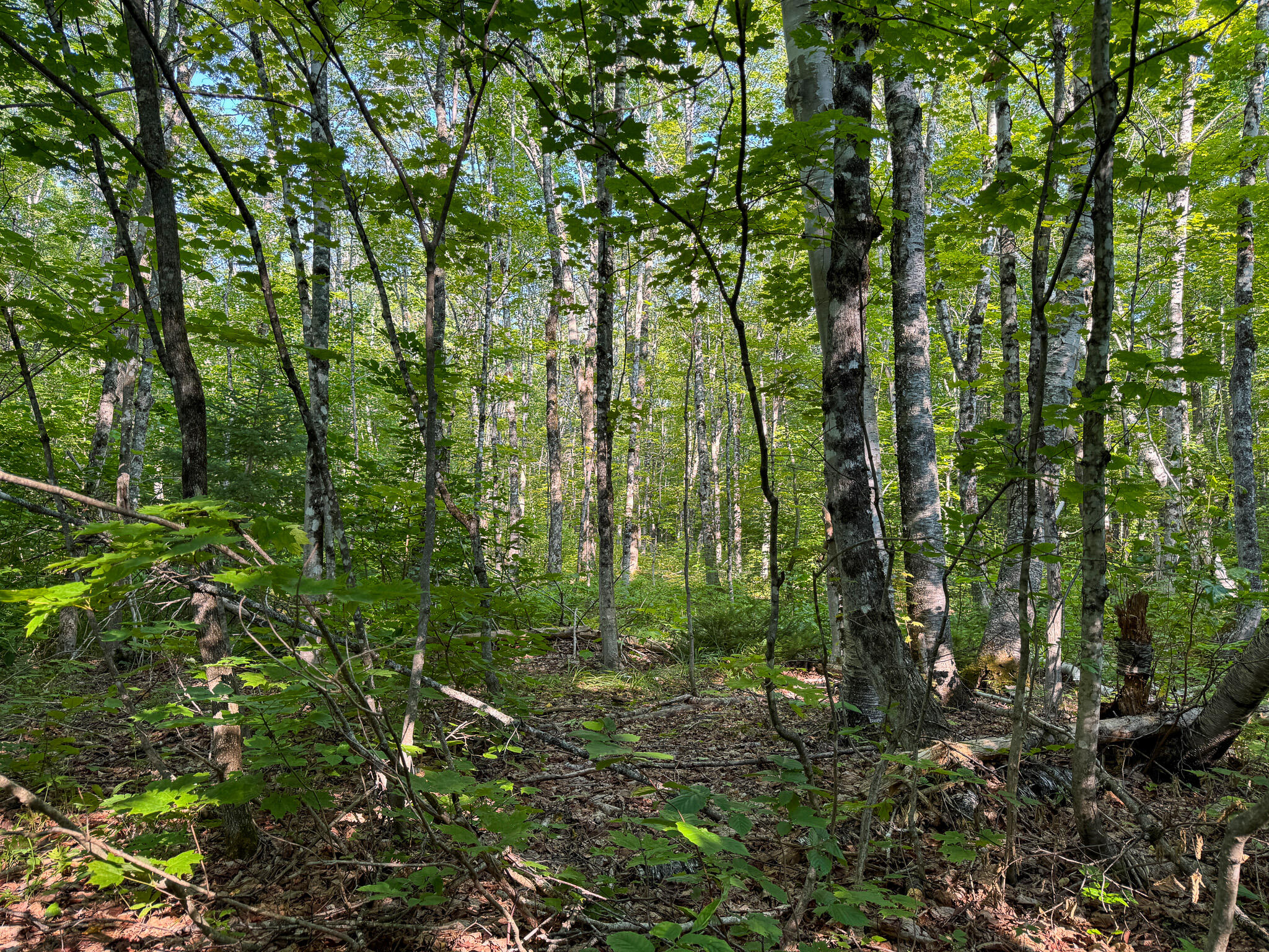 M8-l2 Mountain Road Mount Chase, ME 04765 - Photo 29 of 39 29