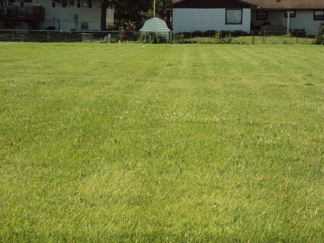 a view of a yard with swimming pool