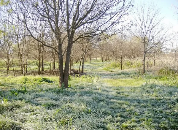 a view of yard with trees