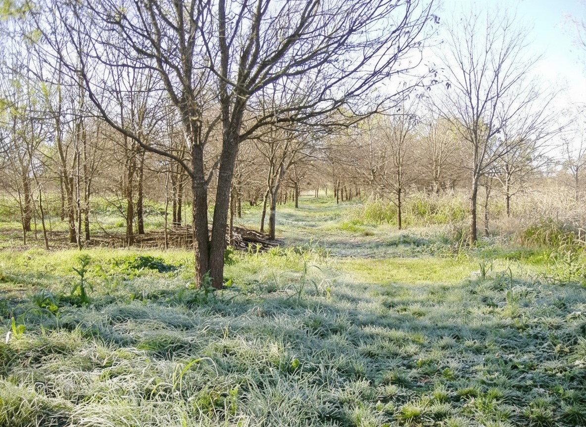 11913 McAngus Road Del Valle, TX 78617 - Photo 1 of 45 a view of yard with trees