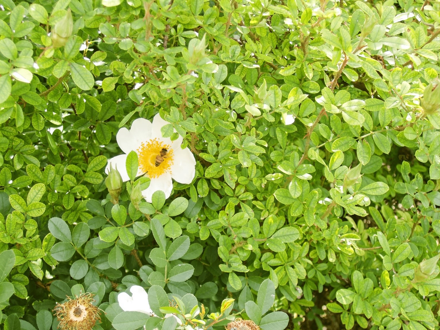 11913 McAngus Road Del Valle, TX 78617 - Photo 12 of 45 a backyard of a house with lots of tree