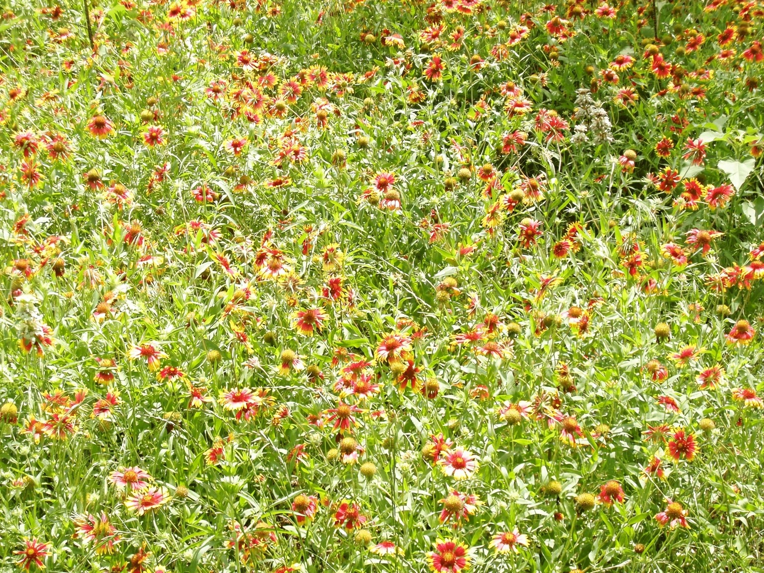11913 McAngus Road Del Valle, TX 78617 - Photo 13 of 45 a view of a tree with a plant
