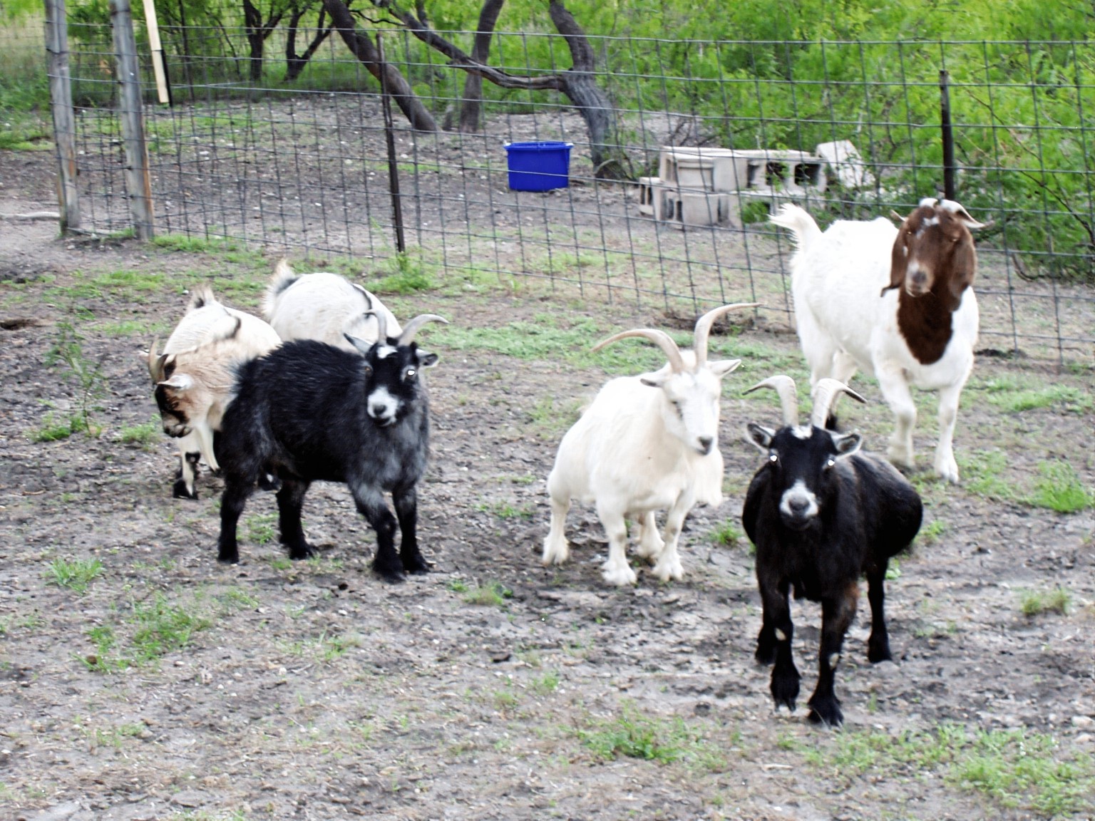 11913 McAngus Road Del Valle, TX 78617 - Photo 14 of 45 Pygmy goat herd produced milk and cheese.