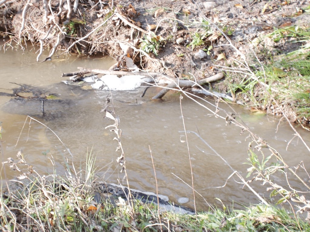 11913 McAngus Road Del Valle, TX 78617 - Photo 18 of 45 a close up of a plant in a yard