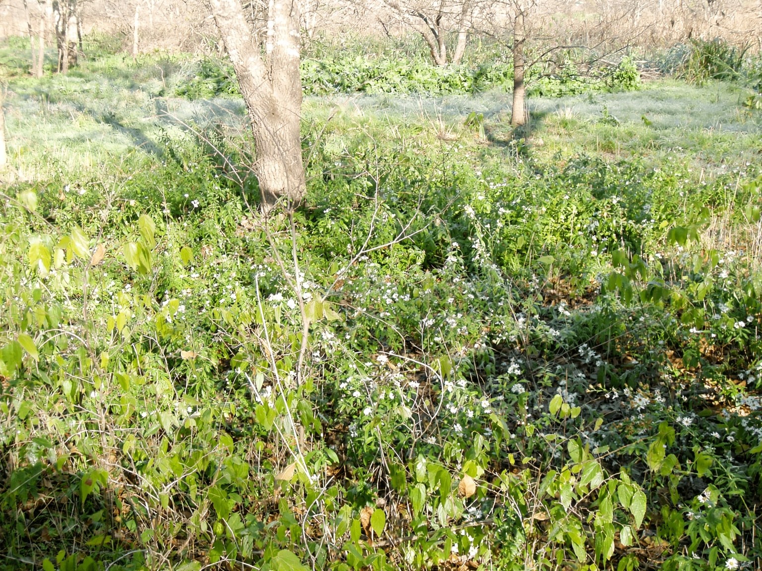 11913 McAngus Road Del Valle, TX 78617 - Photo 19 of 45 Views of the meadow on the way to the creek.
