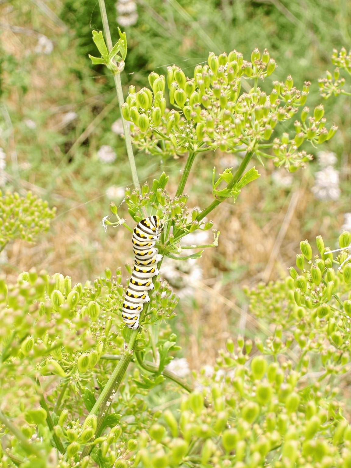 11913 McAngus Road Del Valle, TX 78617 - Photo 20 of 45 a backyard of a building