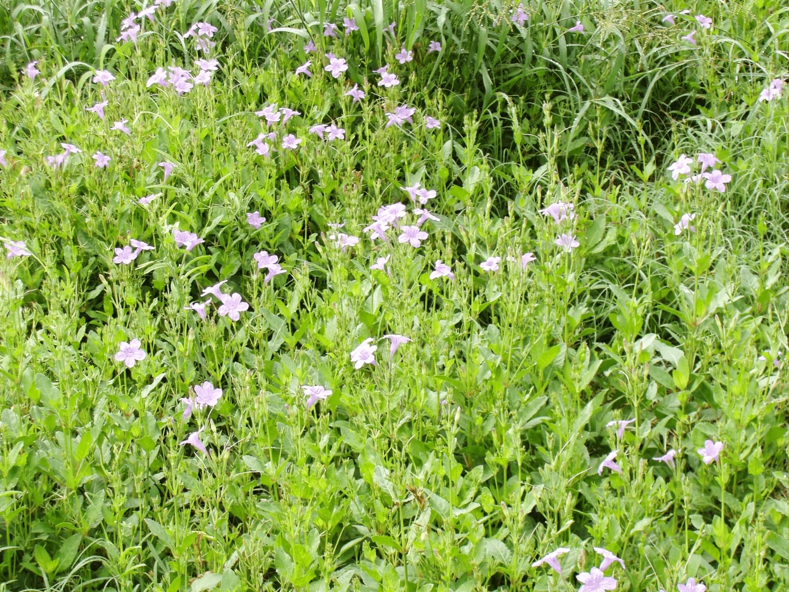 11913 McAngus Road Del Valle, TX 78617 - Photo 22 of 45 a view of a plant