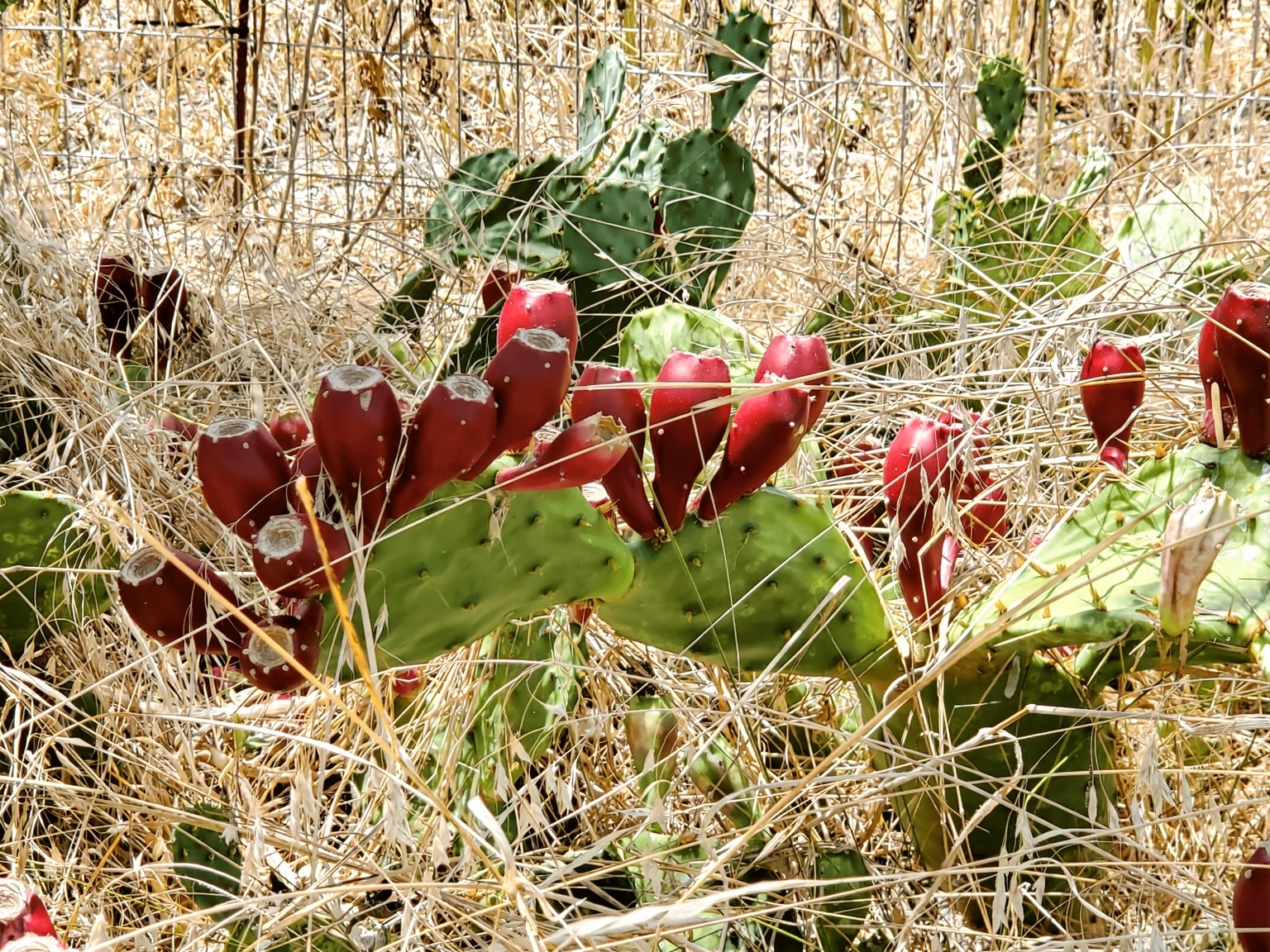 11913 McAngus Road Del Valle, TX 78617 - Photo 9 of 45 a backyard of a house with lots of green space