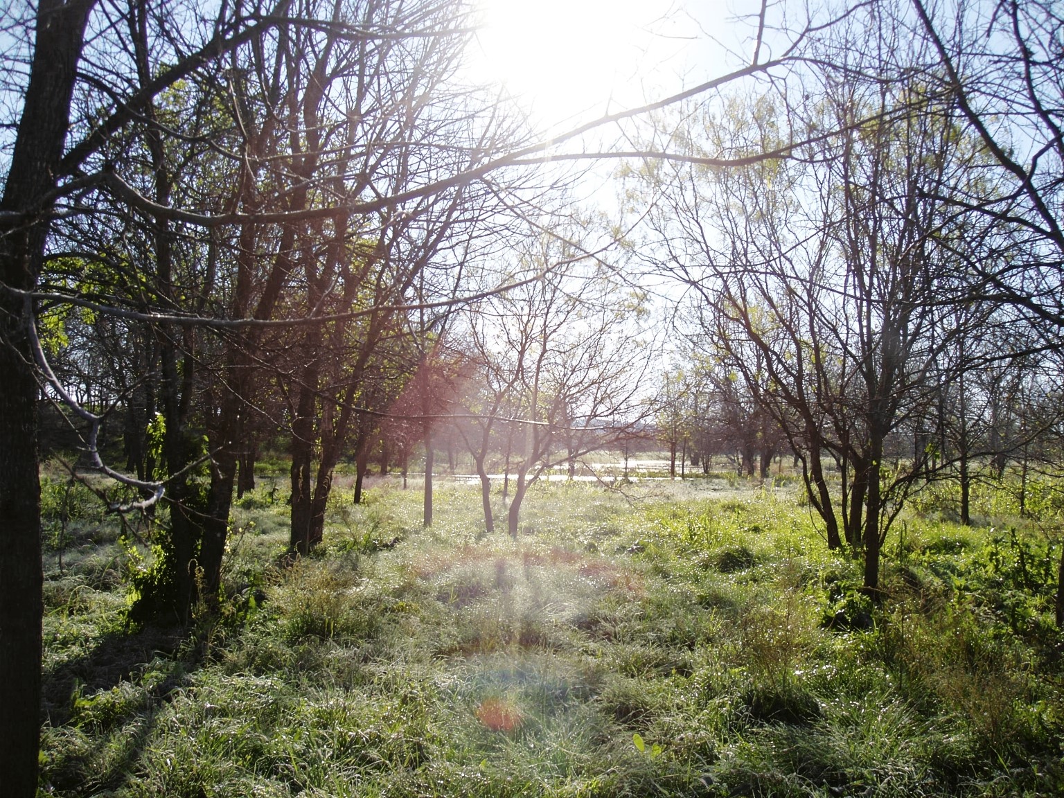 11913 McAngus Road Del Valle, TX 78617 - Photo 10 of 45 a view of back yard