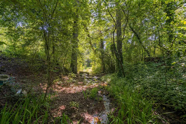 a view of a forest filled with trees