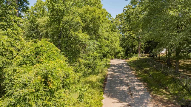 a view of a yard with plants and large trees
