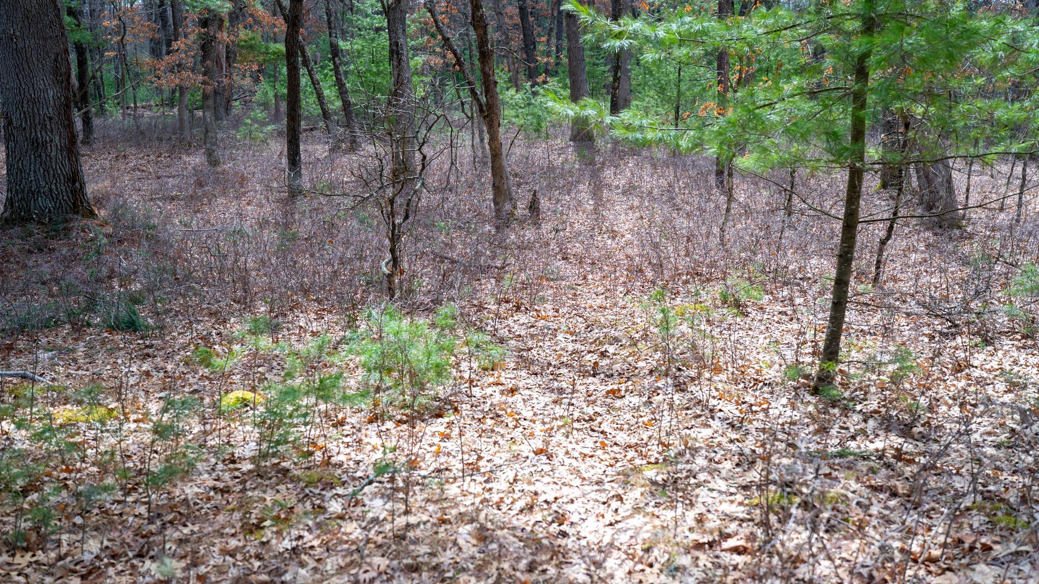 Lot 3-87 Ac Dover Adams, WI 53910 - Photo 14 of 37