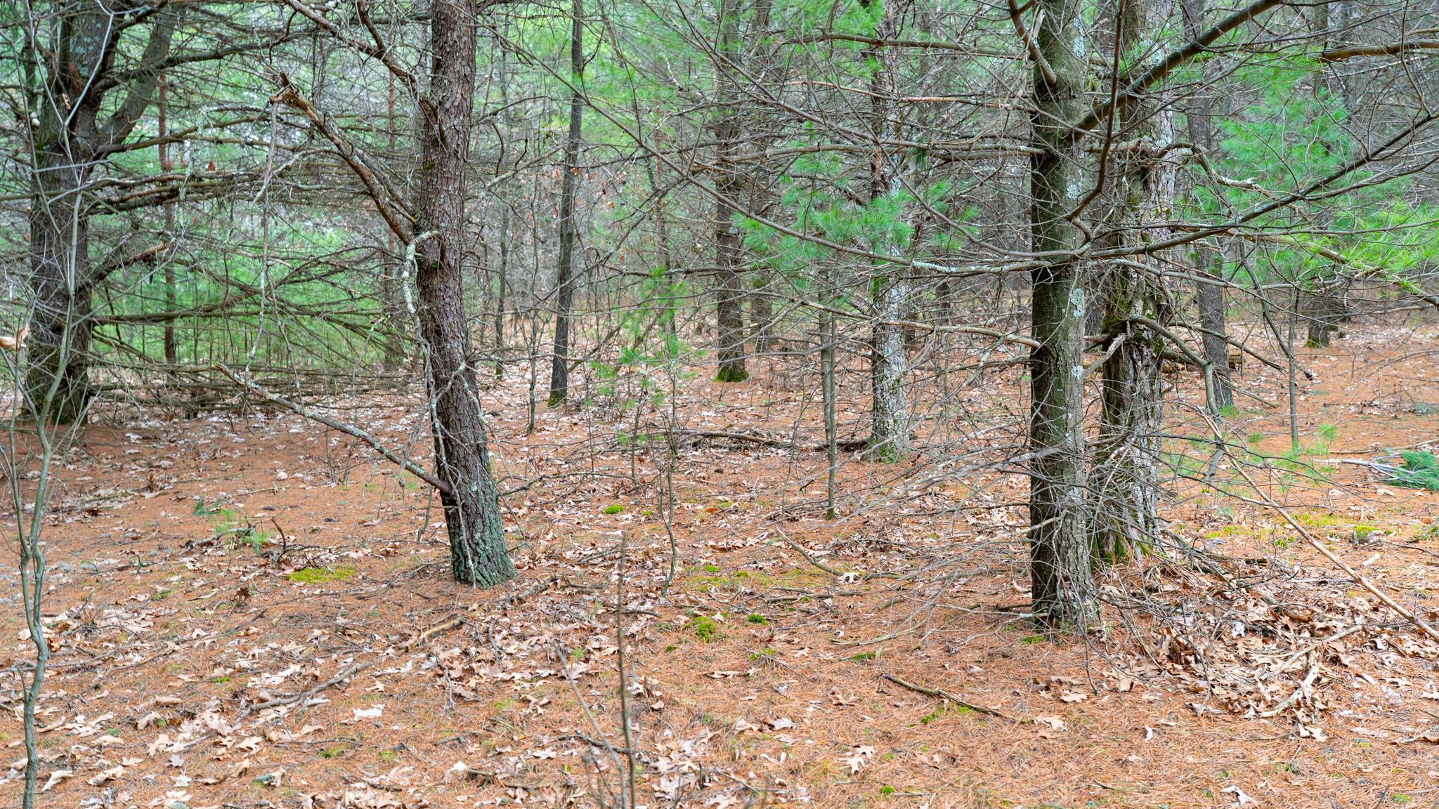 Lot 3-87 Ac Dover Adams, WI 53910 - Photo 4 of 37