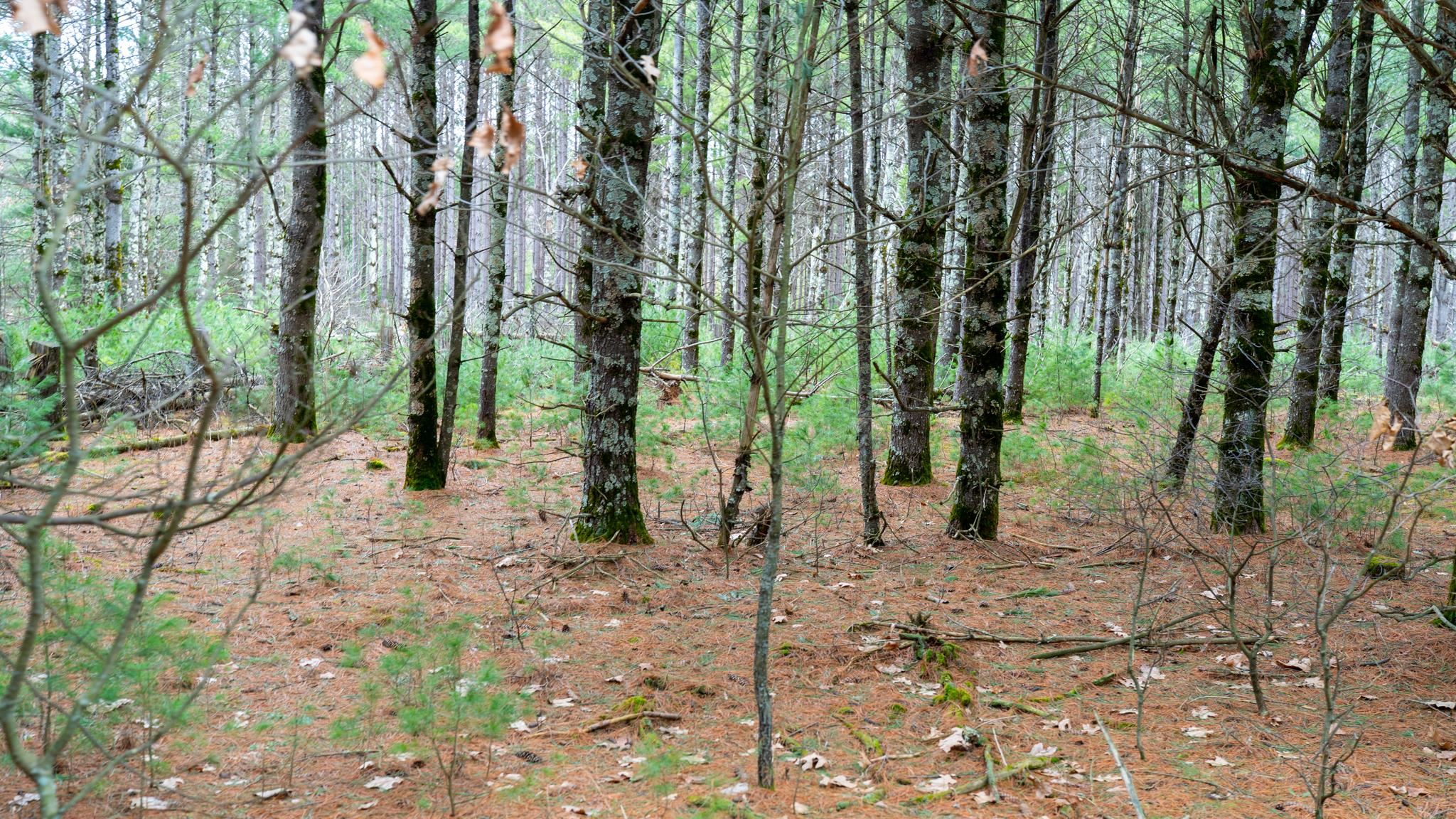 Lot 3-87 Ac Dover Adams, WI 53910 - Photo 5 of 37