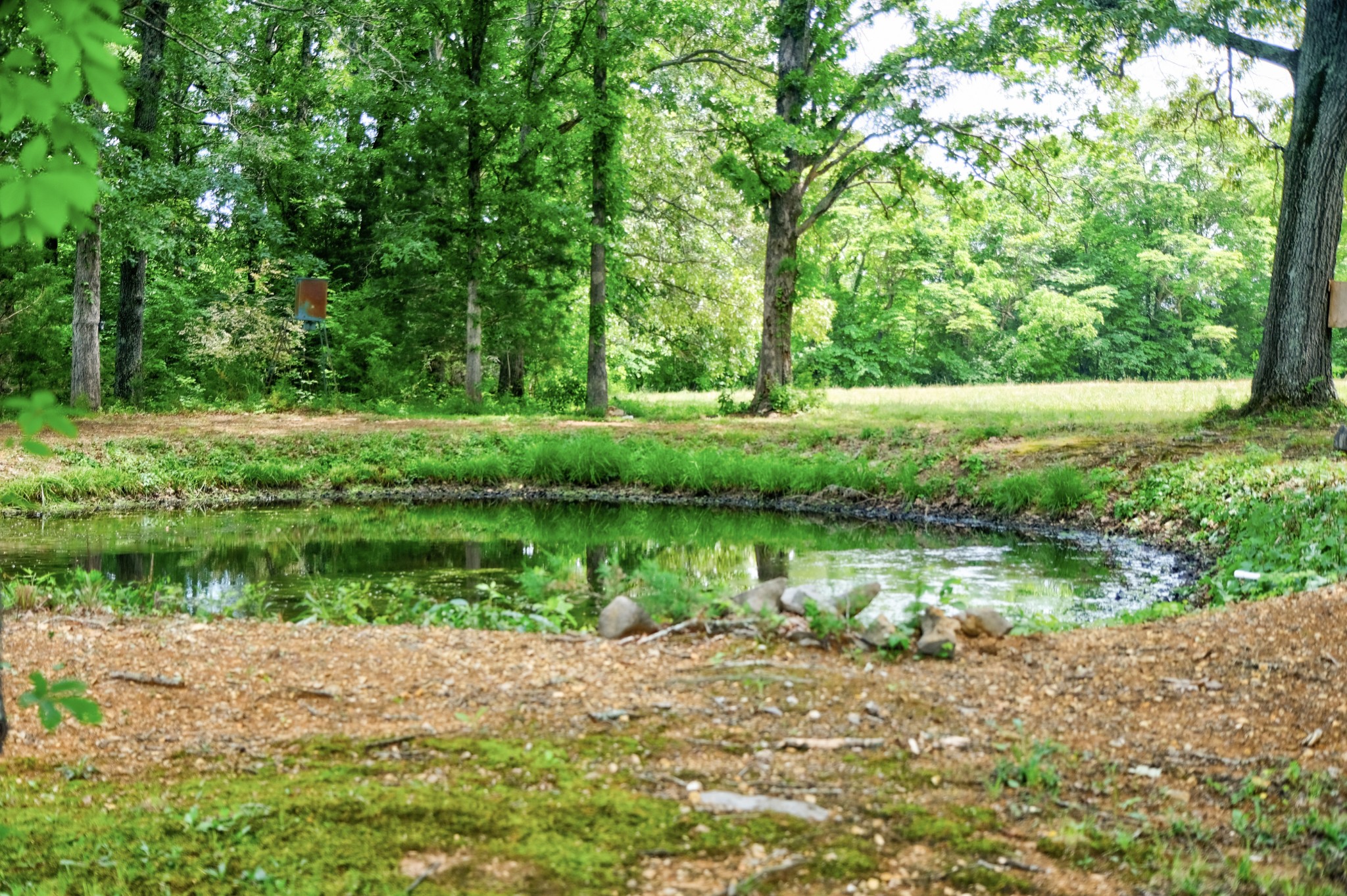 3210 Thompson Road Murfreesboro, TN 37128 - Photo 41 of 42 Secondary pond on back of property.