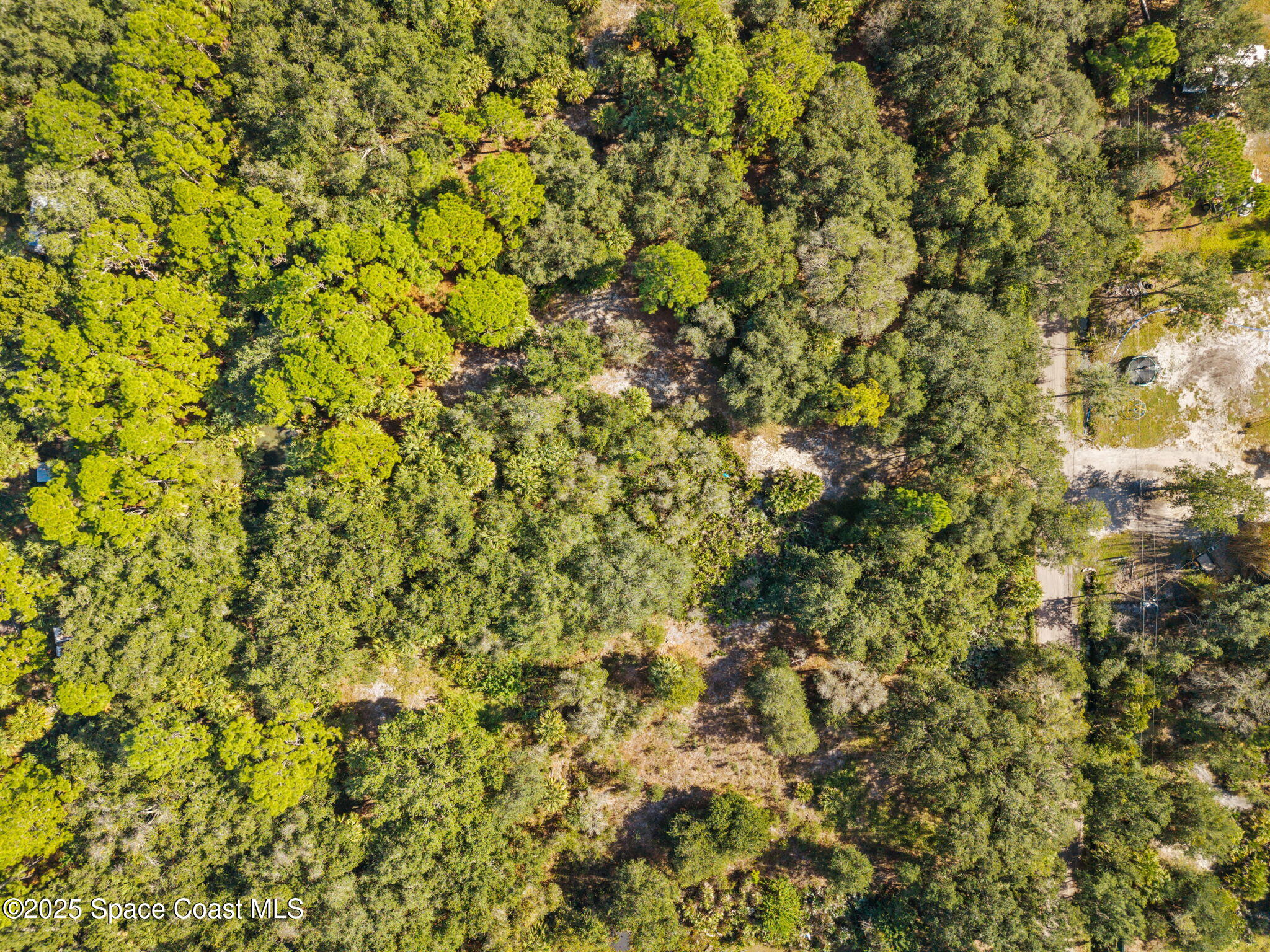 0 Bear Trail Cocoa, FL 32926 - Photo 7 of 11 a view of a tree with a plant