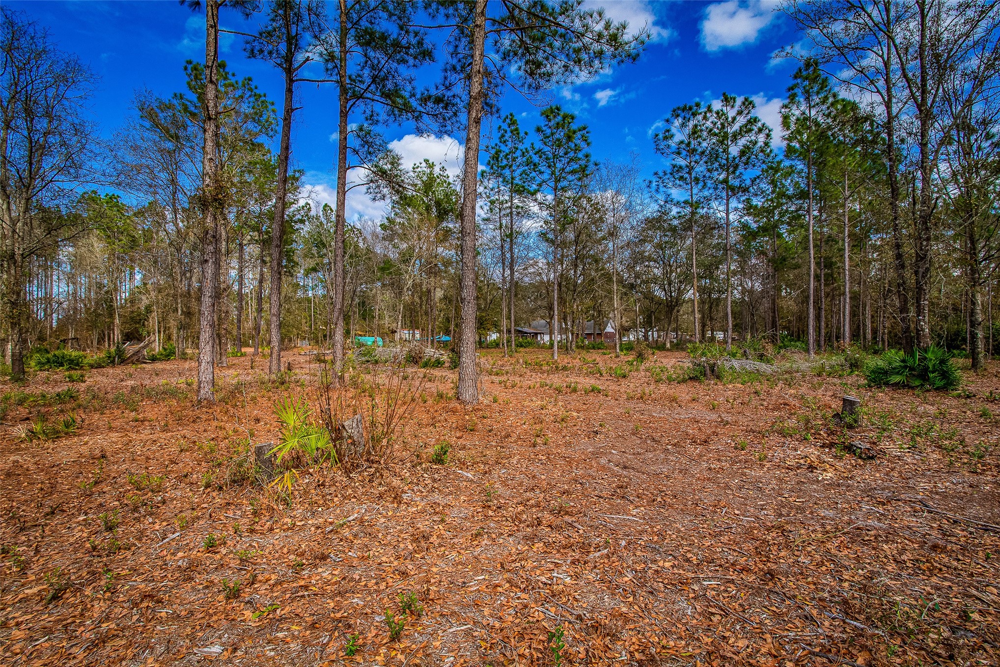 17098 Cross Branch Road Hilliard, FL 32046 - Photo 41 of 71 a view of outdoor space with trees