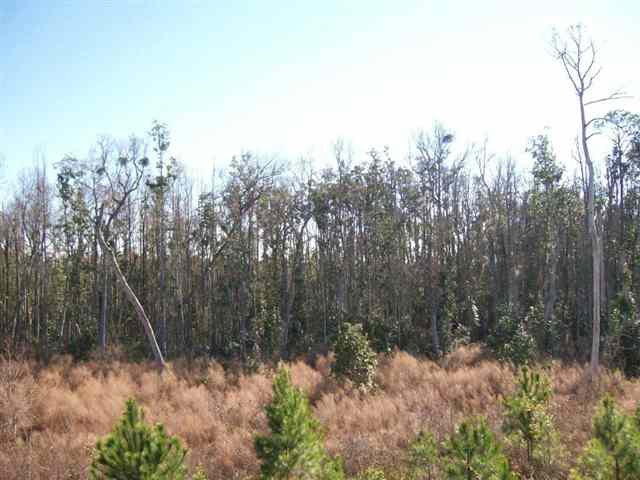 Xxx South Salt Road, Unit 3 Monticello, FL 32344 - Photo 1 of 5 Gallery Image 1