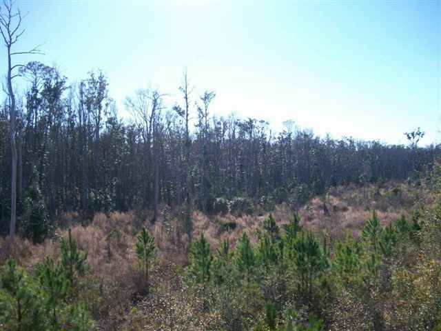 Xxx South Salt Road, Unit 3 Monticello, FL 32344 - Photo 2 of 5 Gallery Image 2