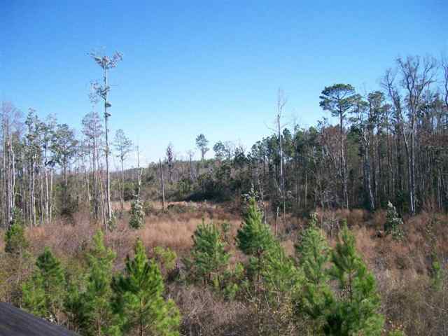 Xxx South Salt Road, Unit 3 Monticello, FL 32344 - Photo 5 of 5 Gallery Image 5