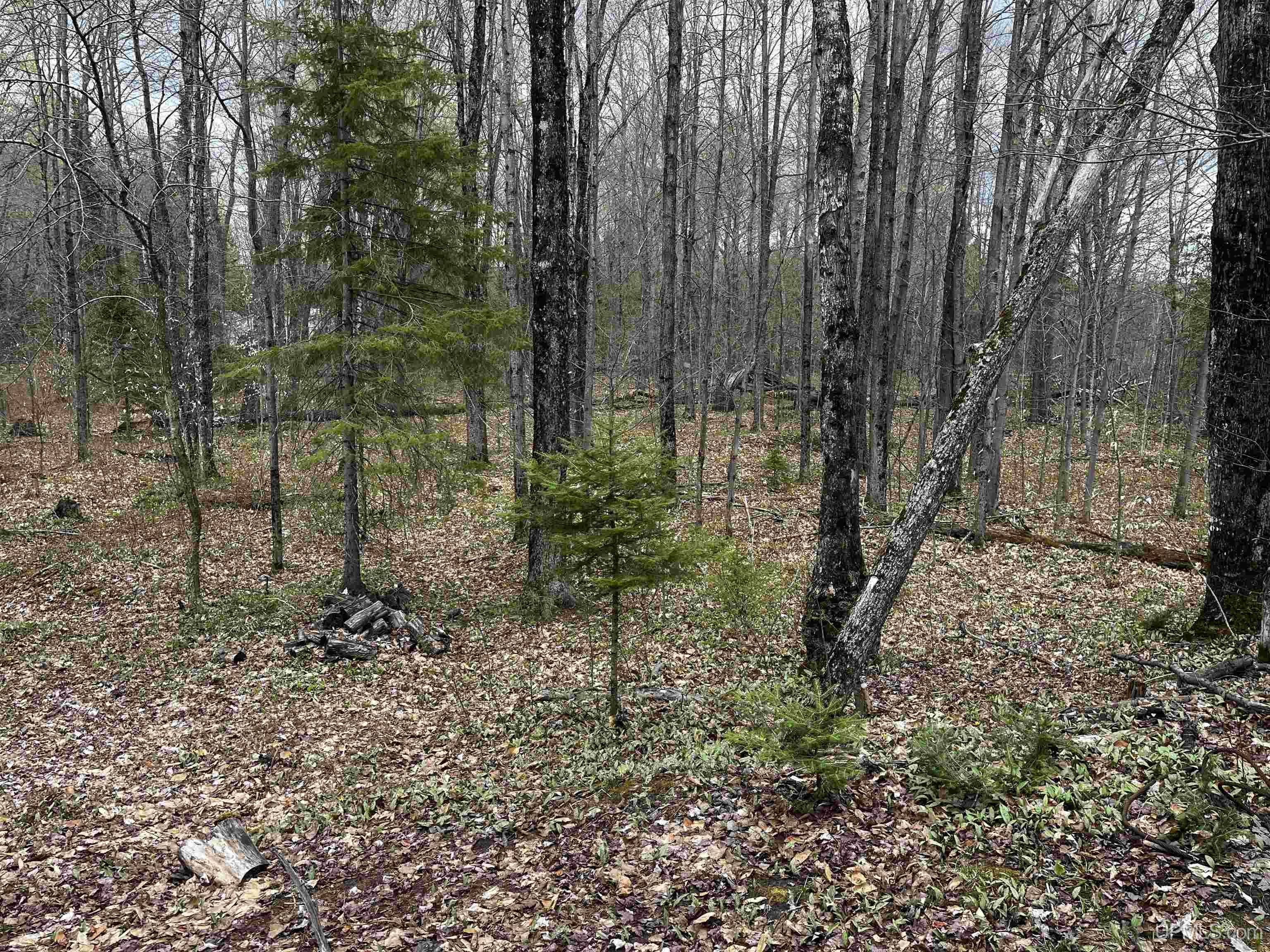3946 East Storm Road Chatham, MI 49816 - Photo 18 of 37