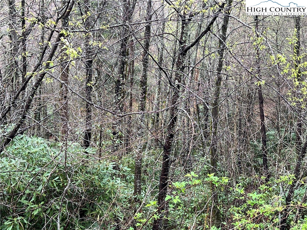 Lot 24 Cielo Road Blowing Rock, NC 28605 - Photo 3 of 16 a view of a yard with a tree