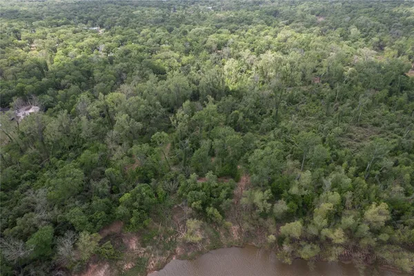 a view of a forest with lots of trees