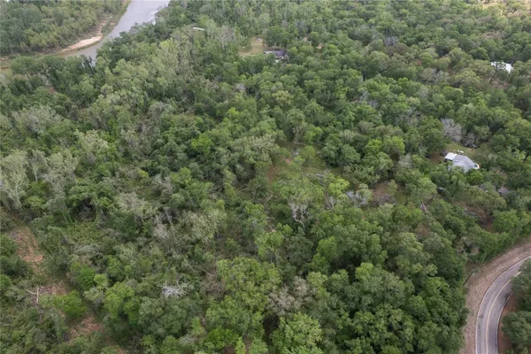 a view of a forest with a tree