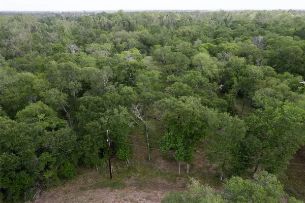 a view of a forest with lots of trees