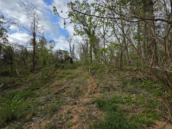 a view of a forest with lots of trees