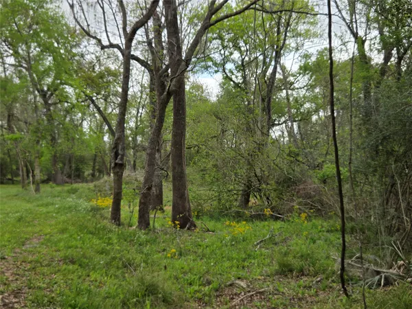 a view of a lush green forest
