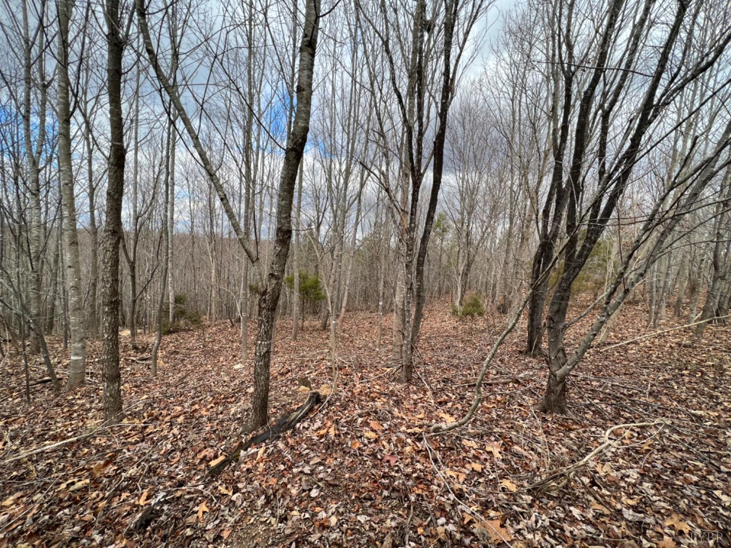 0 Stone Mill Road Hurt, VA 24563 - Photo 12 of 25 a view of a forest filled with trees
