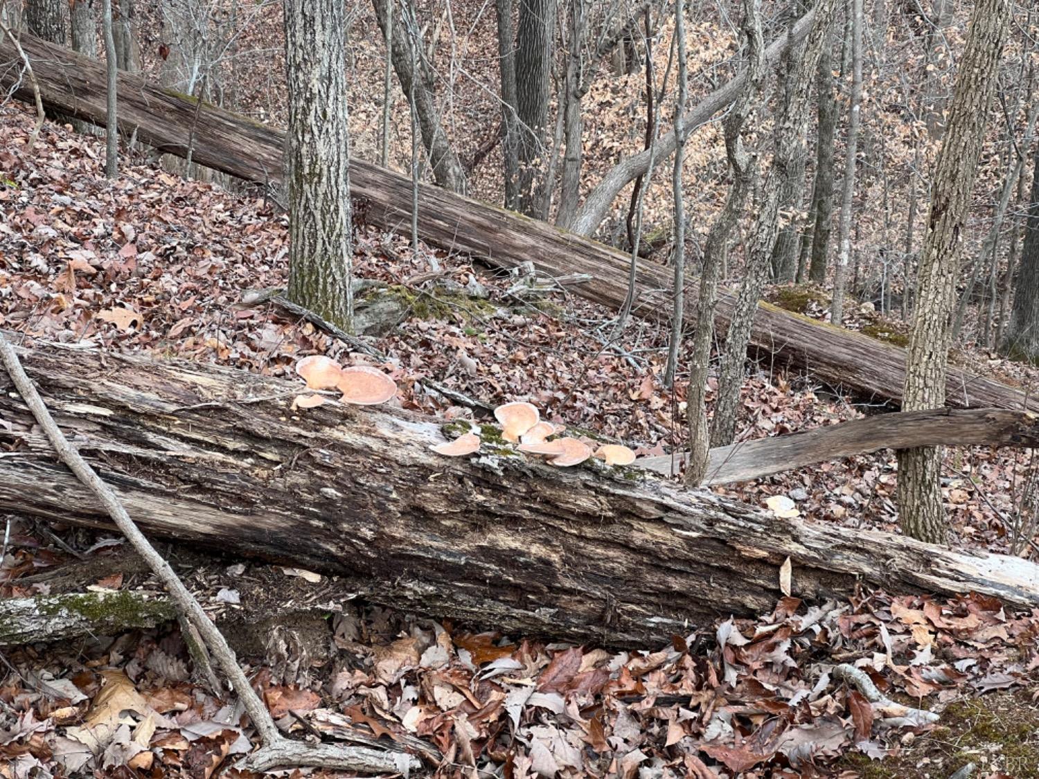 0 Stone Mill Road Hurt, VA 24563 - Photo 23 of 25 a backyard of a house with lots of green space