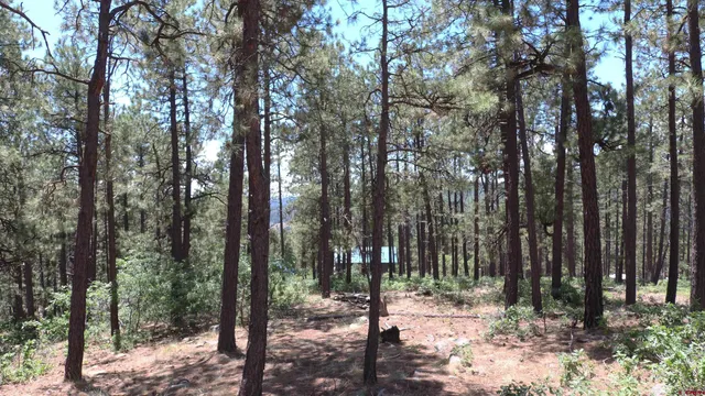 a view of a forest filled with trees
