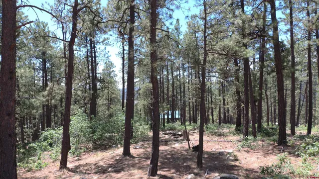 a view of outdoor space with lots of trees
