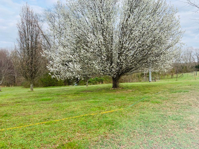 14 North George Road Flintville, TN 37335 - Photo 41 of 48 a big yard with lots of green space and trees