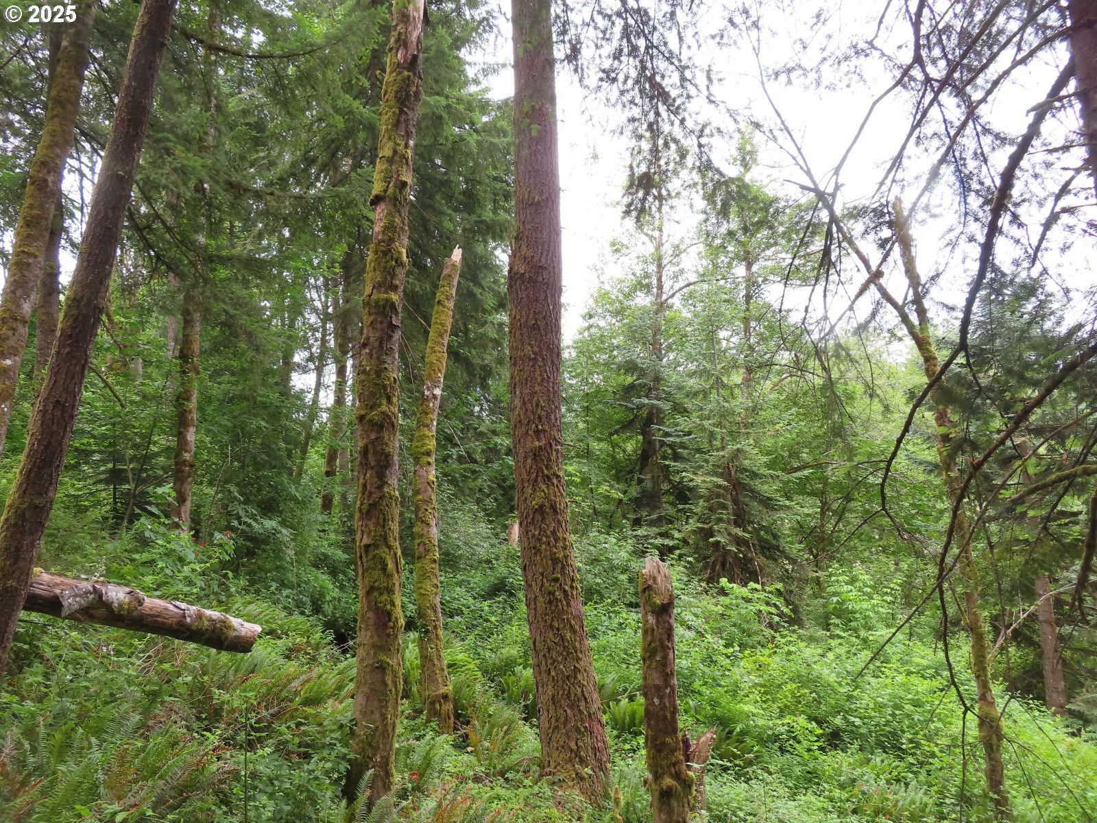 21720 Zenkner Valley Road Centralia, WA 98531 - Photo 14 of 17
