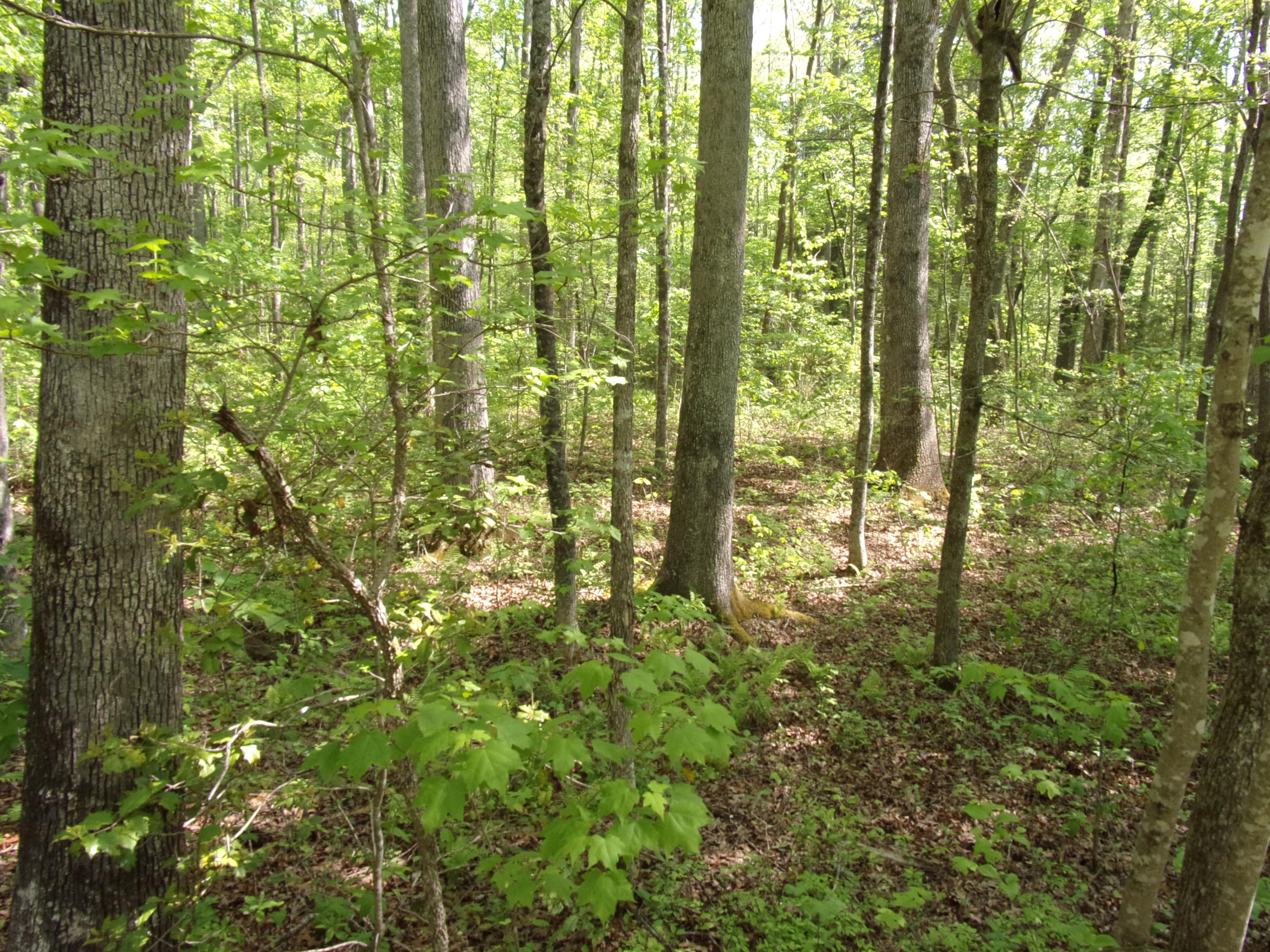 0 Mount Laurel Road Pikeville, TN 37367 - Photo 11 of 21 101_1099