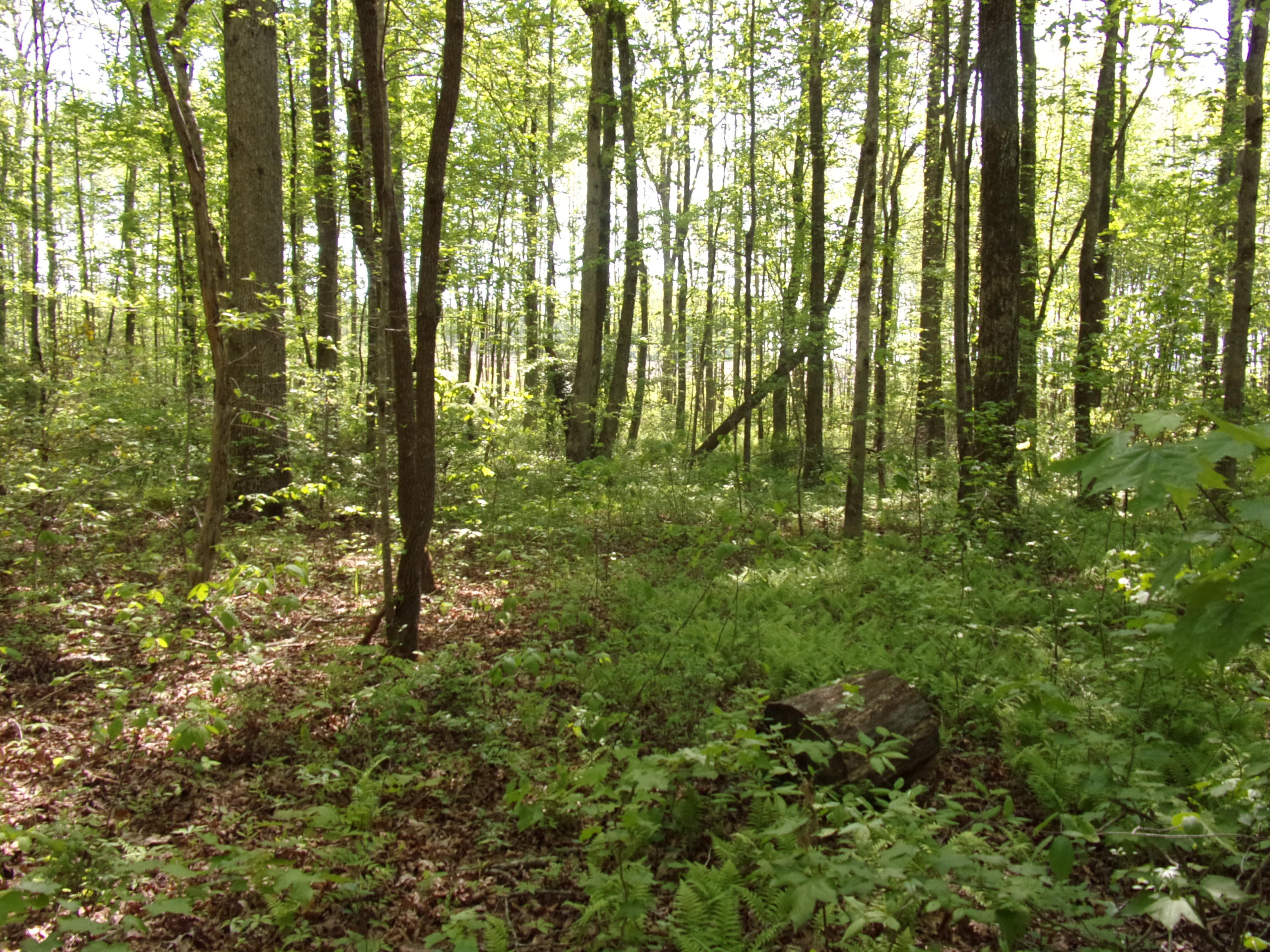 0 Mount Laurel Road Pikeville, TN 37367 - Photo 13 of 21 101_1102