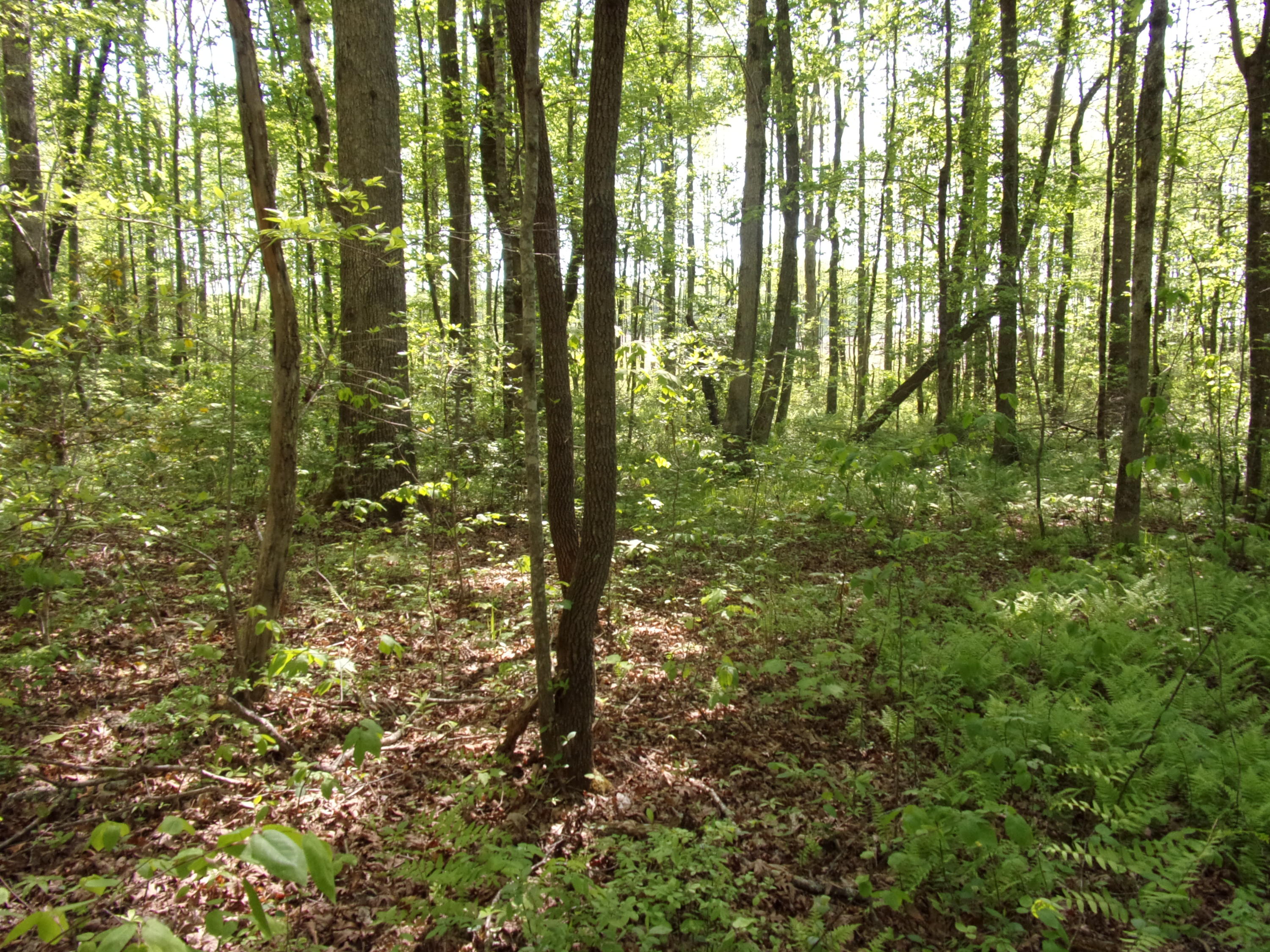 0 Mount Laurel Road Pikeville, TN 37367 - Photo 14 of 21 101_1103
