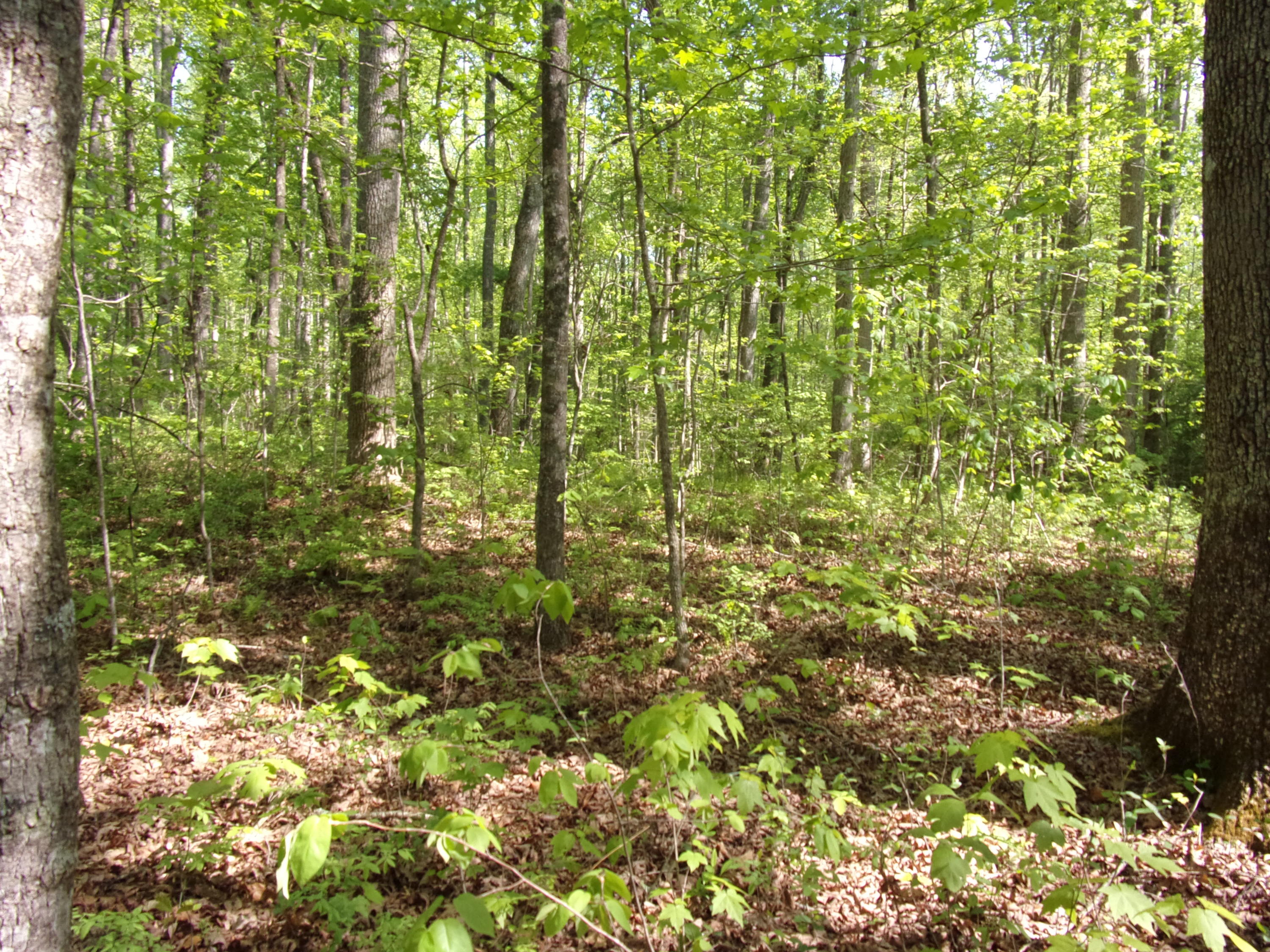 0 Mount Laurel Road Pikeville, TN 37367 - Photo 15 of 21 101_1104