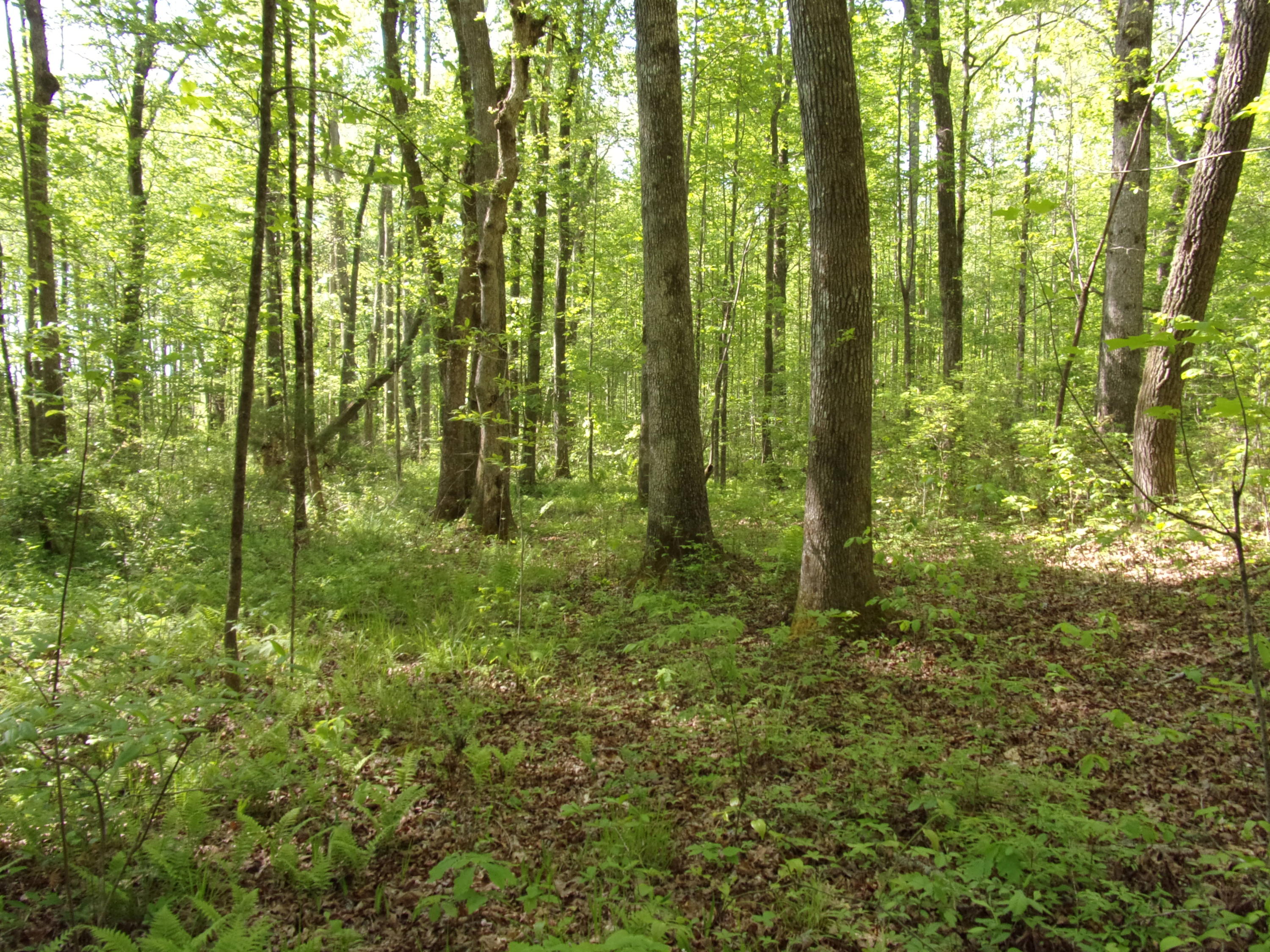 0 Mount Laurel Road Pikeville, TN 37367 - Photo 17 of 21 101_1107